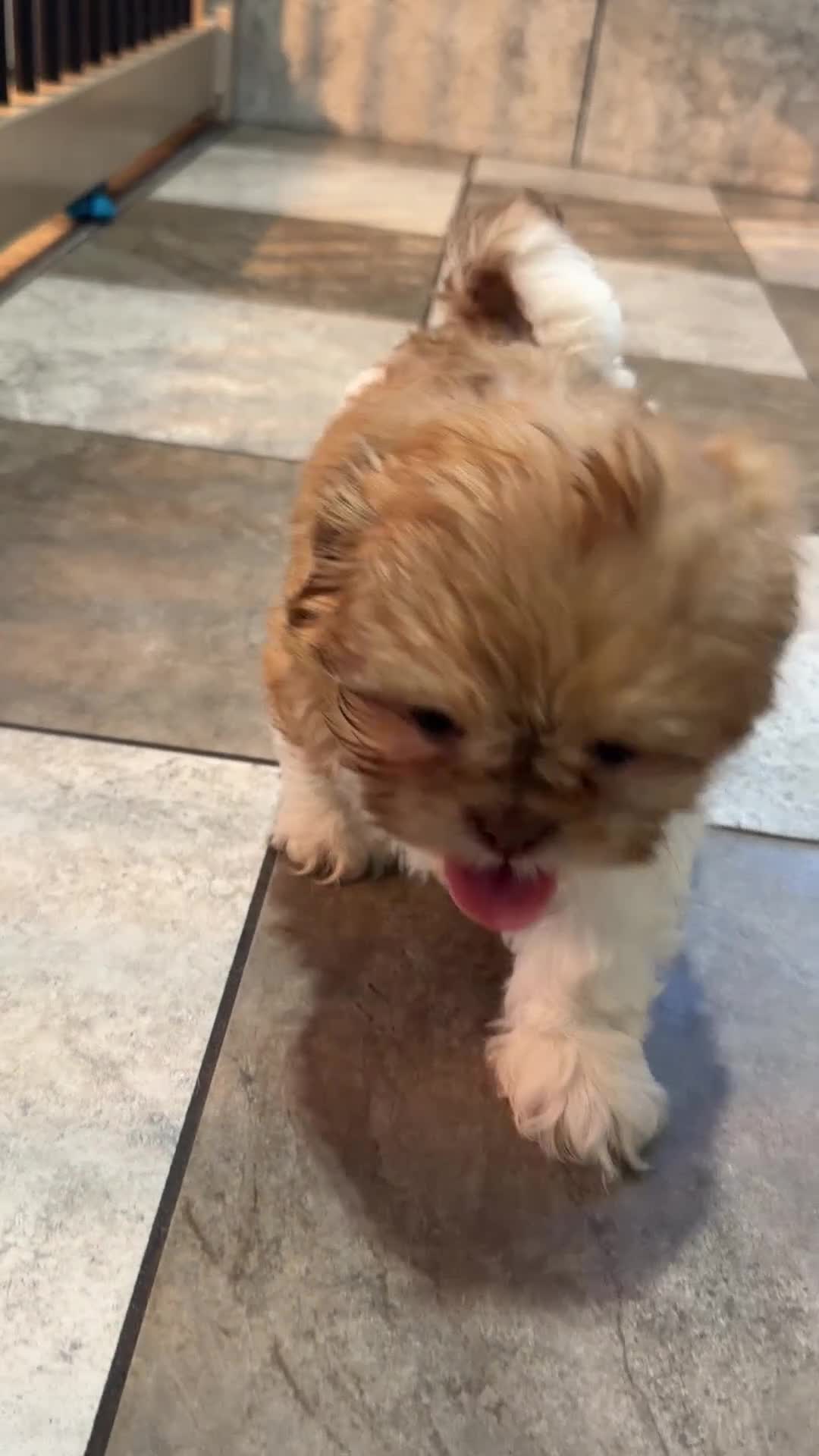 Shih Tzu dogs for sale: Jack - Video 1