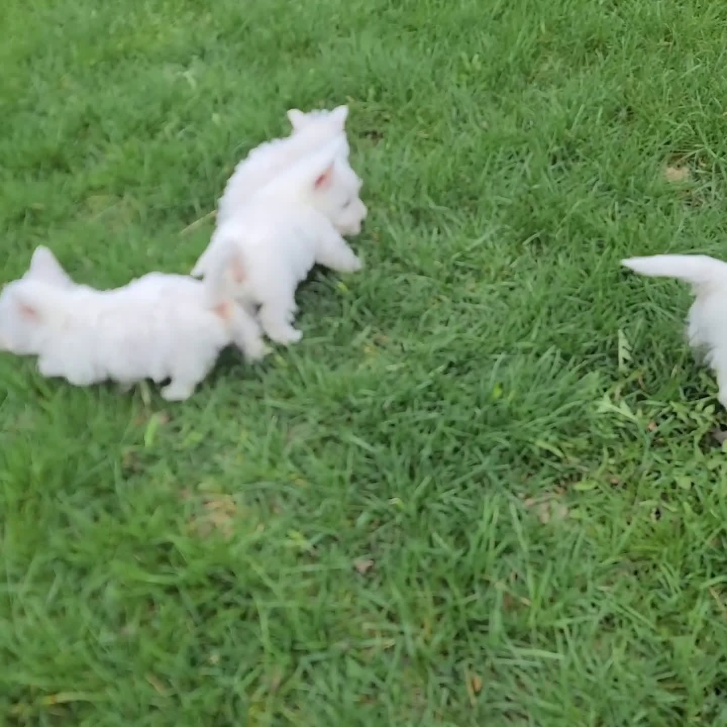 West Highland Terrier dogs for sale: Kenny - Video 1