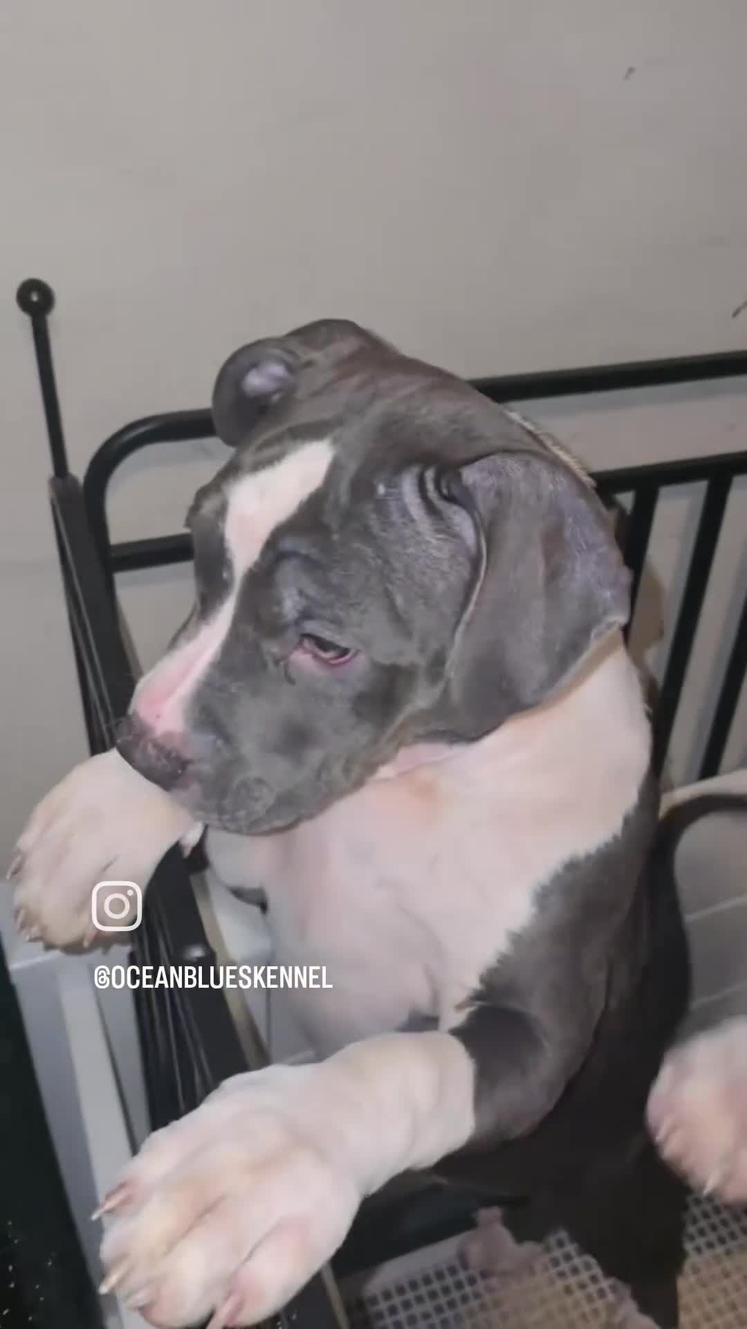 American Bully dogs for sale: Cassie Cage - Video 1