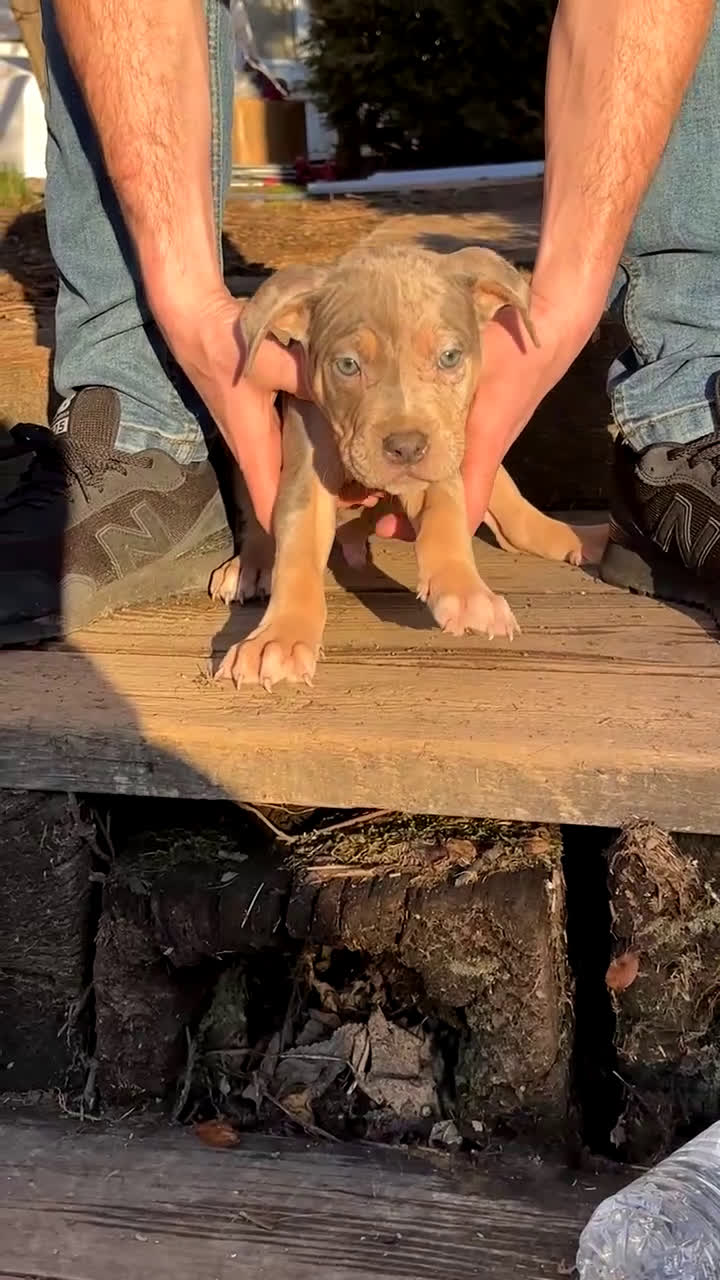 American Bully dogs for sale: Split Face - Video 1