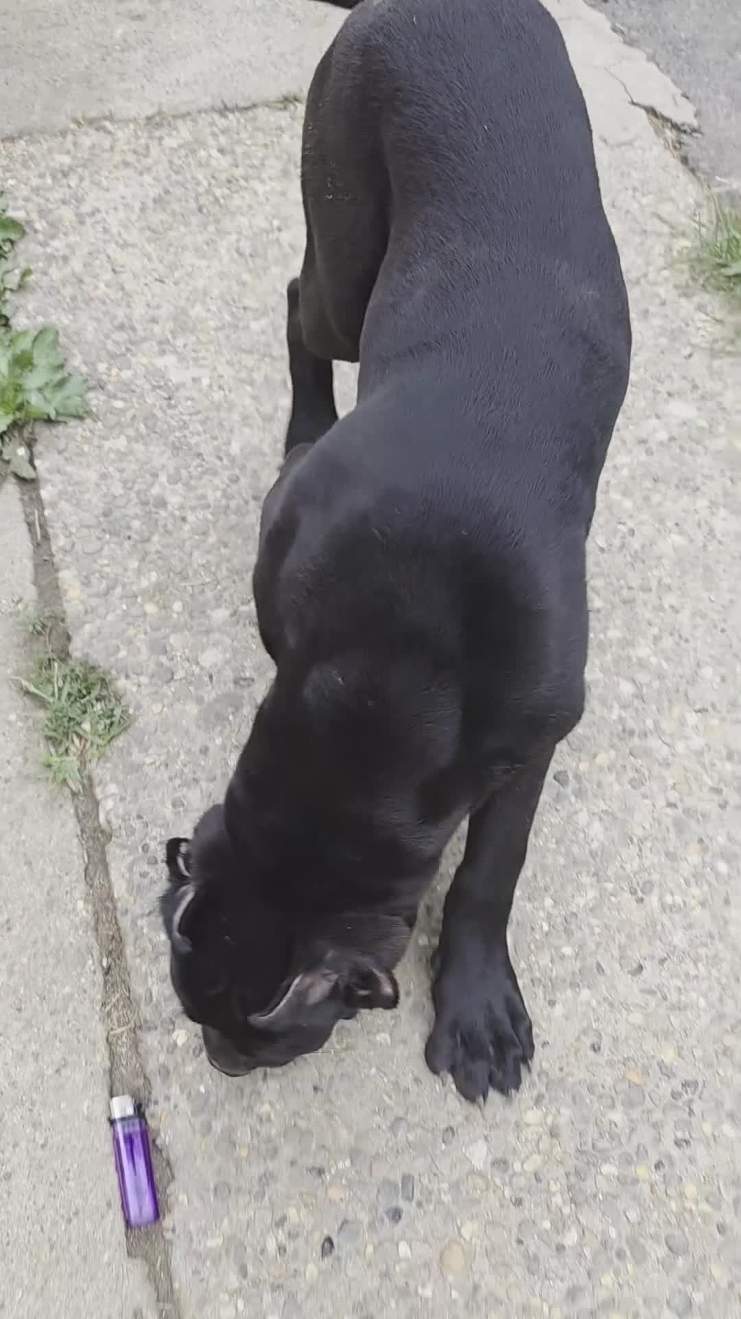 Cane Corso dogs for sale: Shelby  - Video 1
