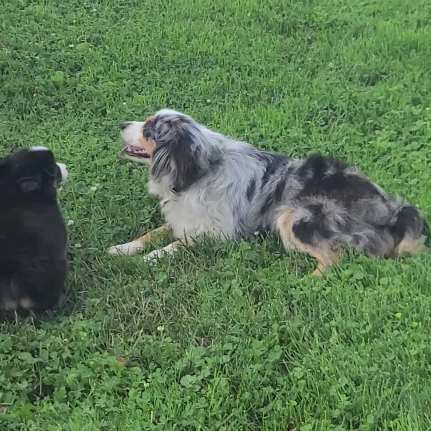 Miniature Australian Shepherd dogs for sale: Archer - Video 1