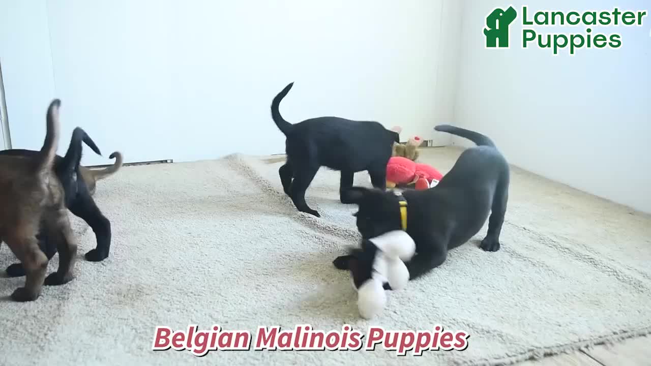 Belgian Malinois dogs for sale: Ron  - Video 1