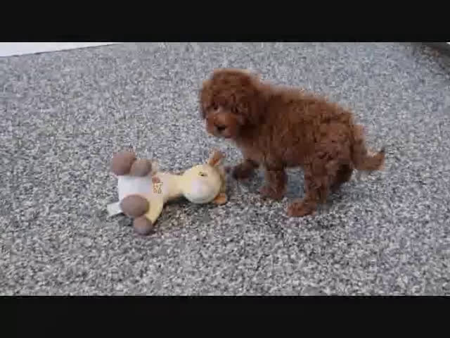 Mini Goldendoodle dogs for sale: Trooper - Video 4