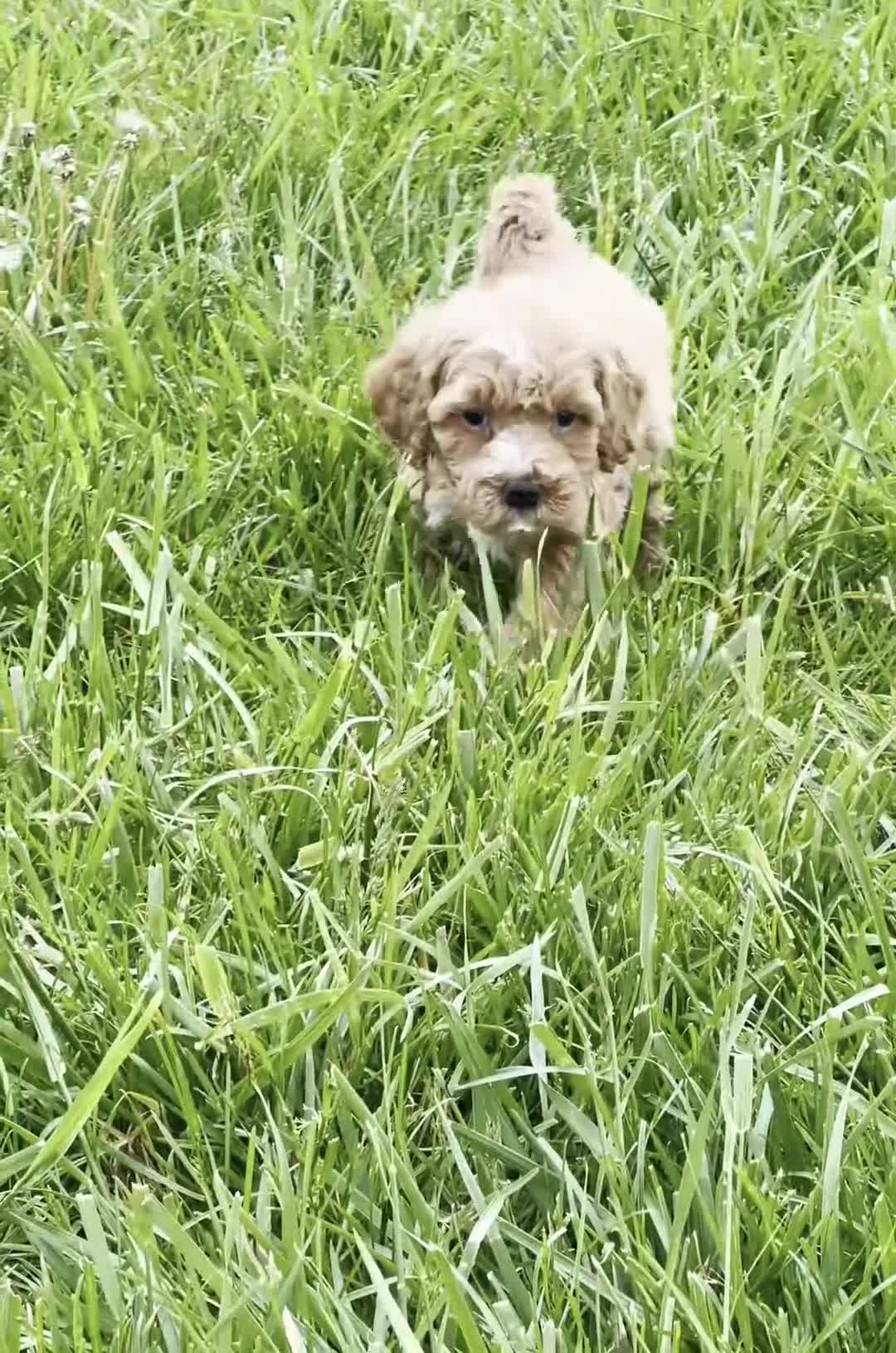 Maltipoo dogs for sale: Pimpie - Video 1