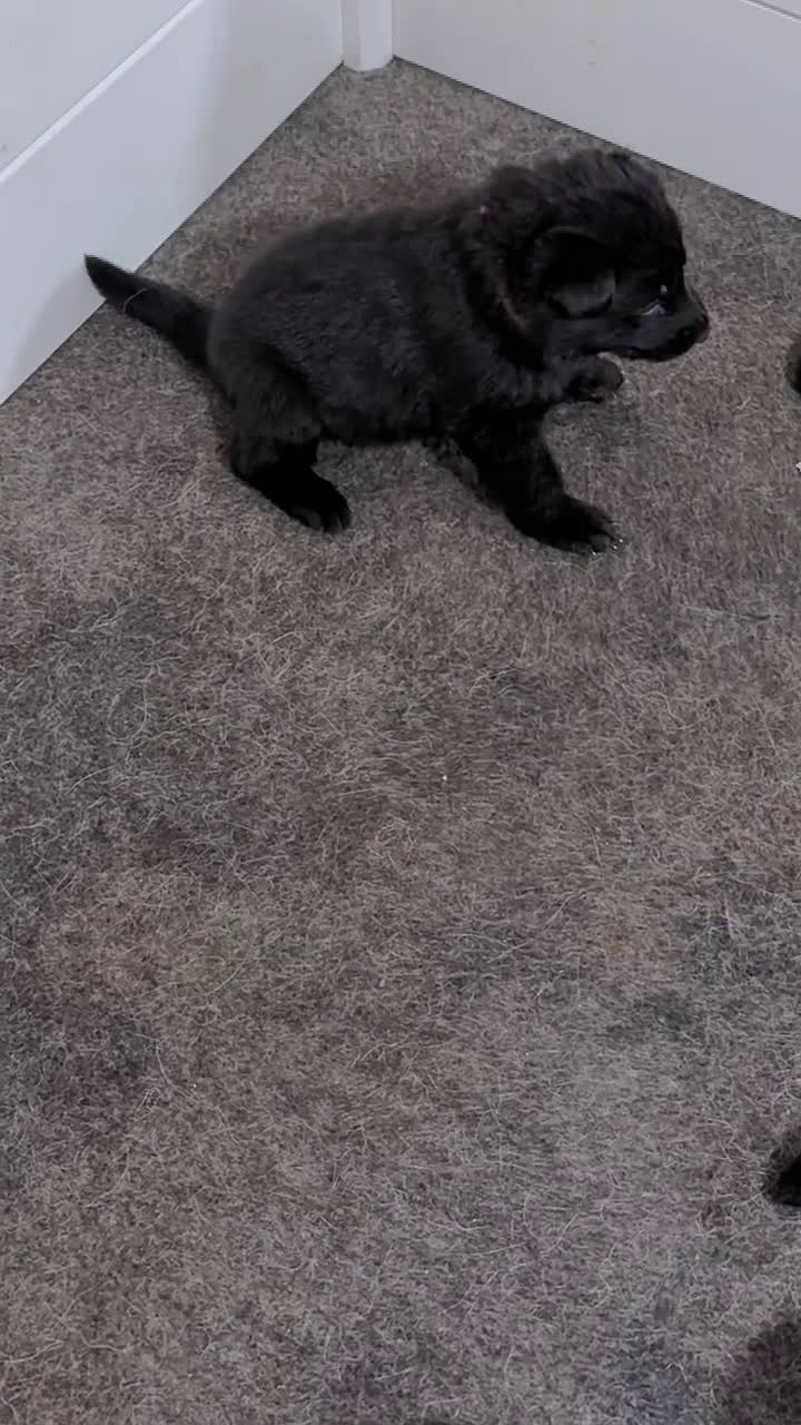 German Shepherd dogs for sale: Rex - Video 1