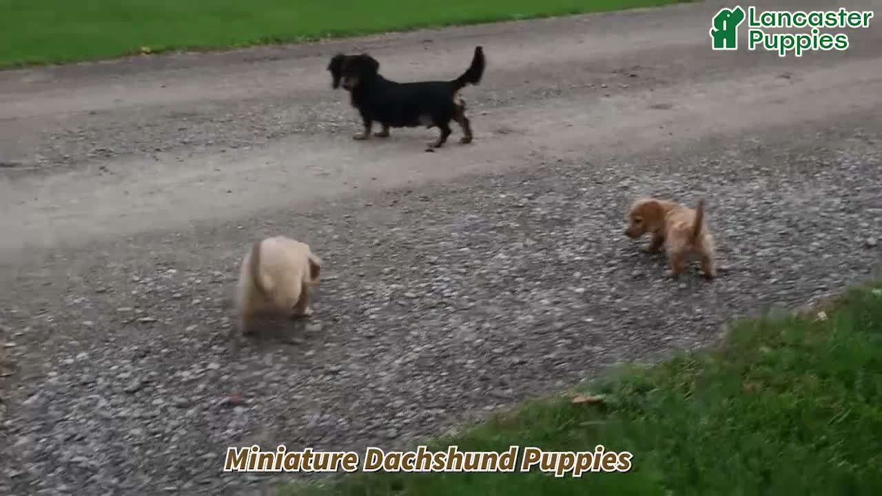 Miniature Dachshund dogs for sale: Candy Corn - Video 1