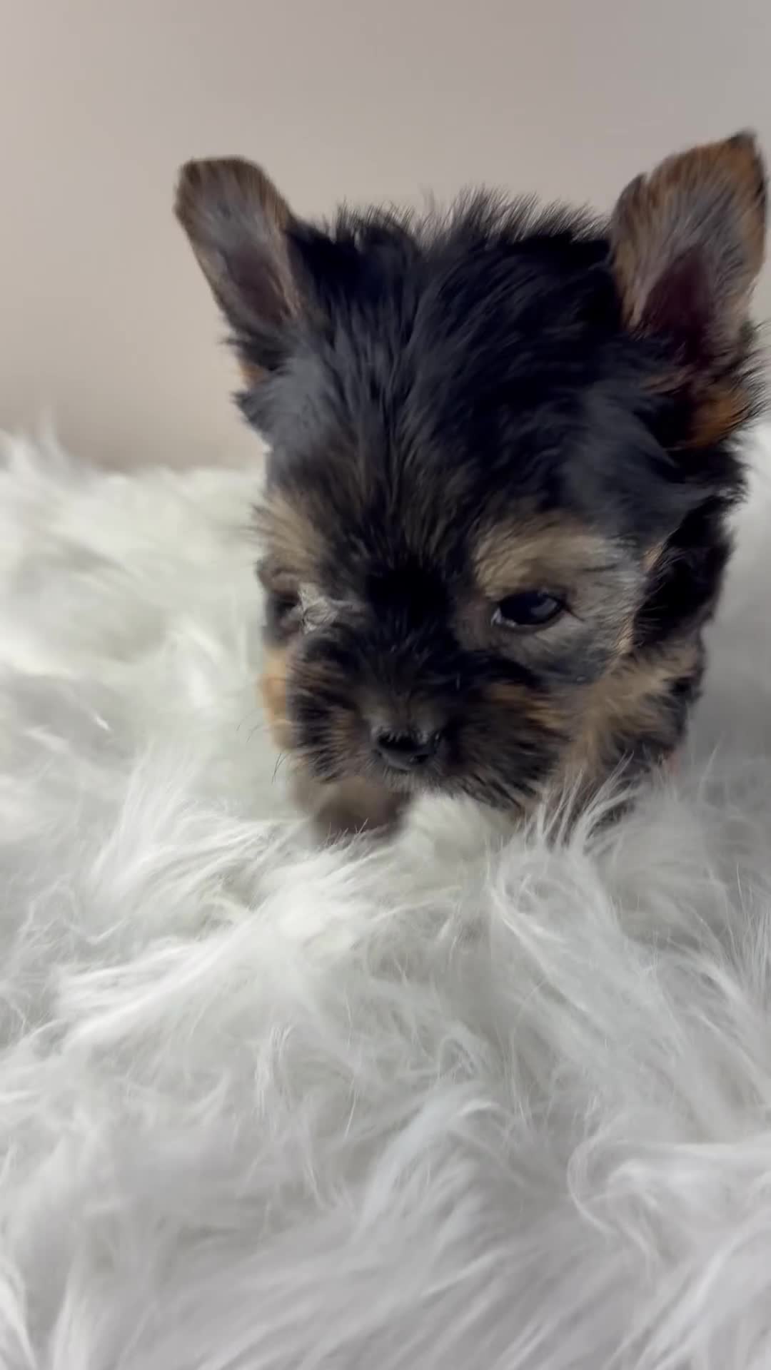 Yorkshire Terrier dogs for sale: Axel - Video 1