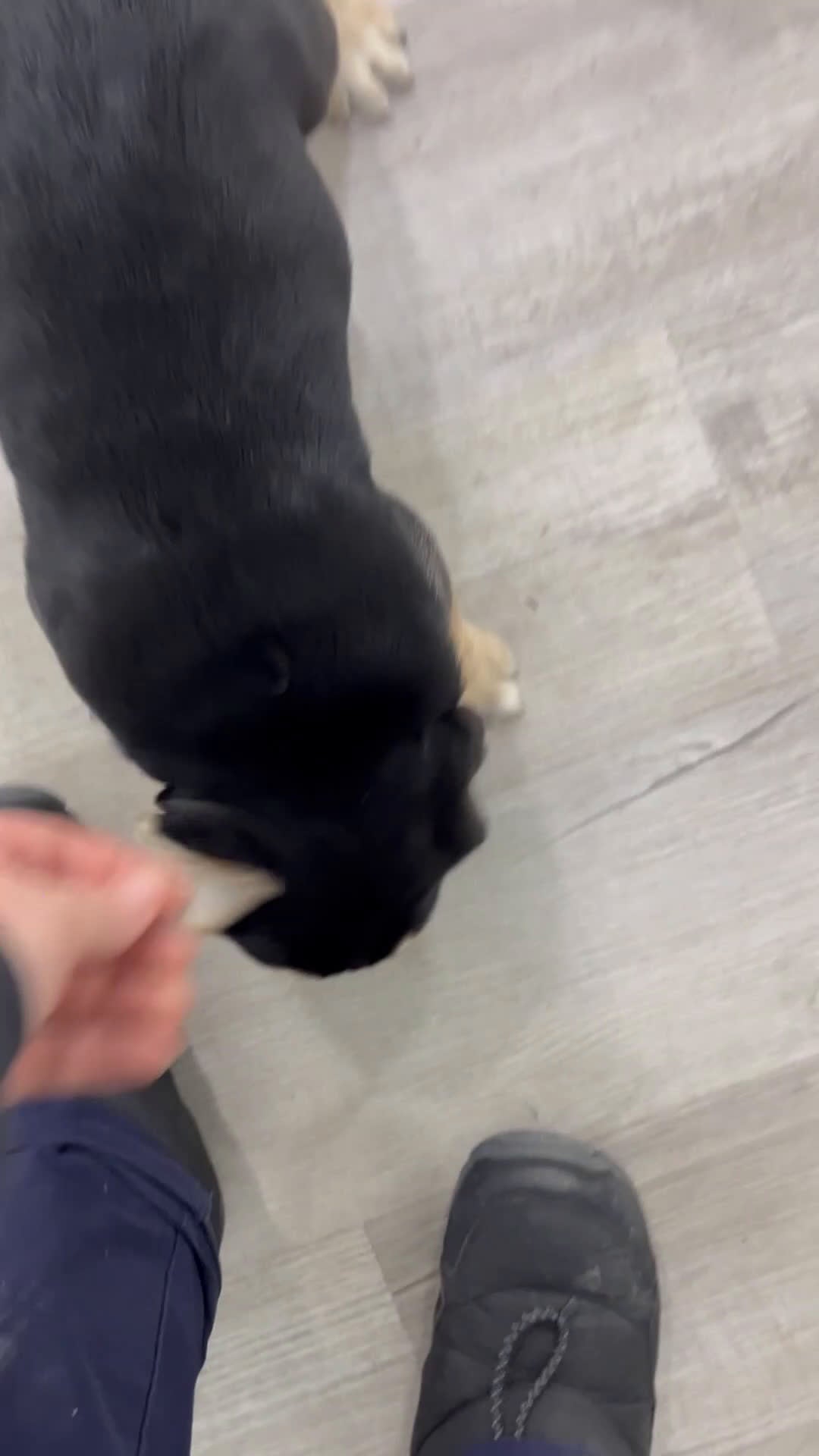 Beabull dogs for sale: Pepper - Video 1