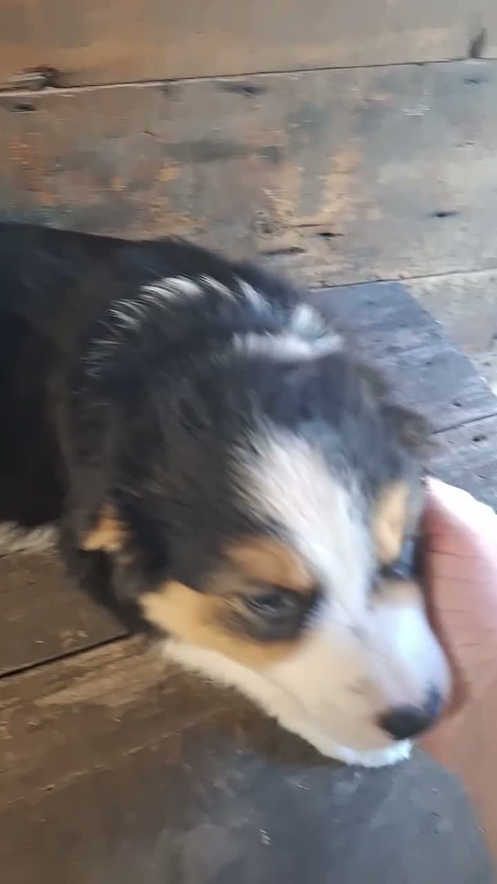 Australian Shepherd dogs for sale: Adam - Video 1
