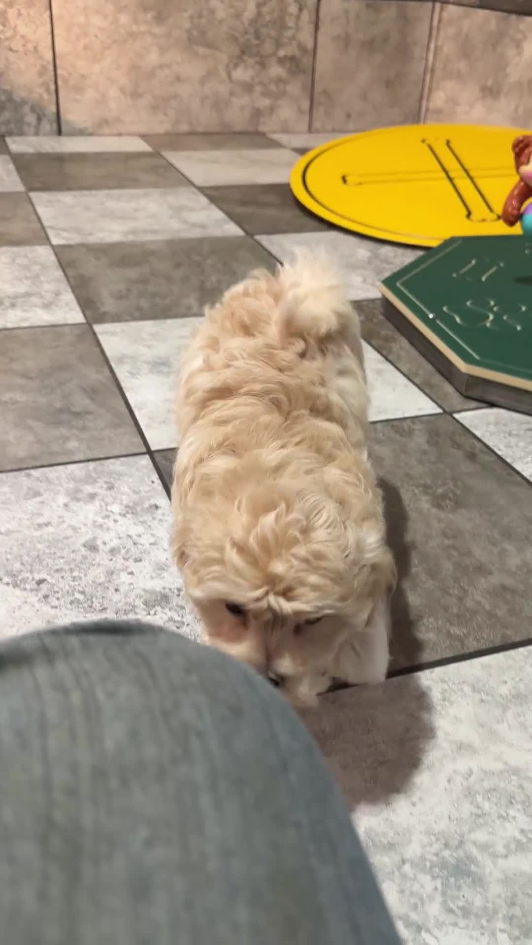Maltipoo dogs for sale: Emily  - Video 1