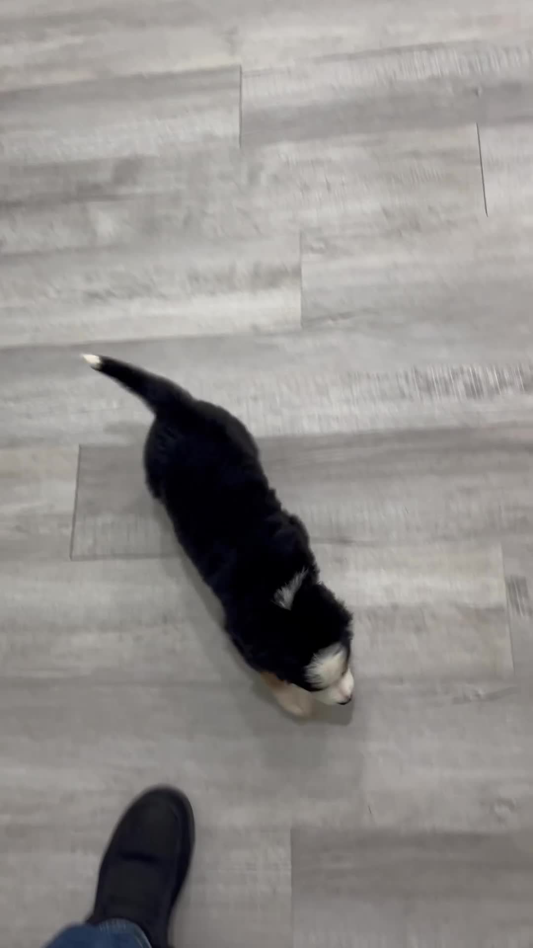 Bernese Mountain Dog dogs for sale: Joey - Video 1