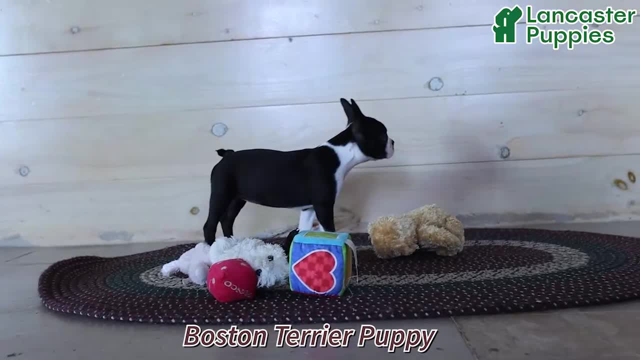 Boston Terrier dogs for sale: Starlight - Video 1