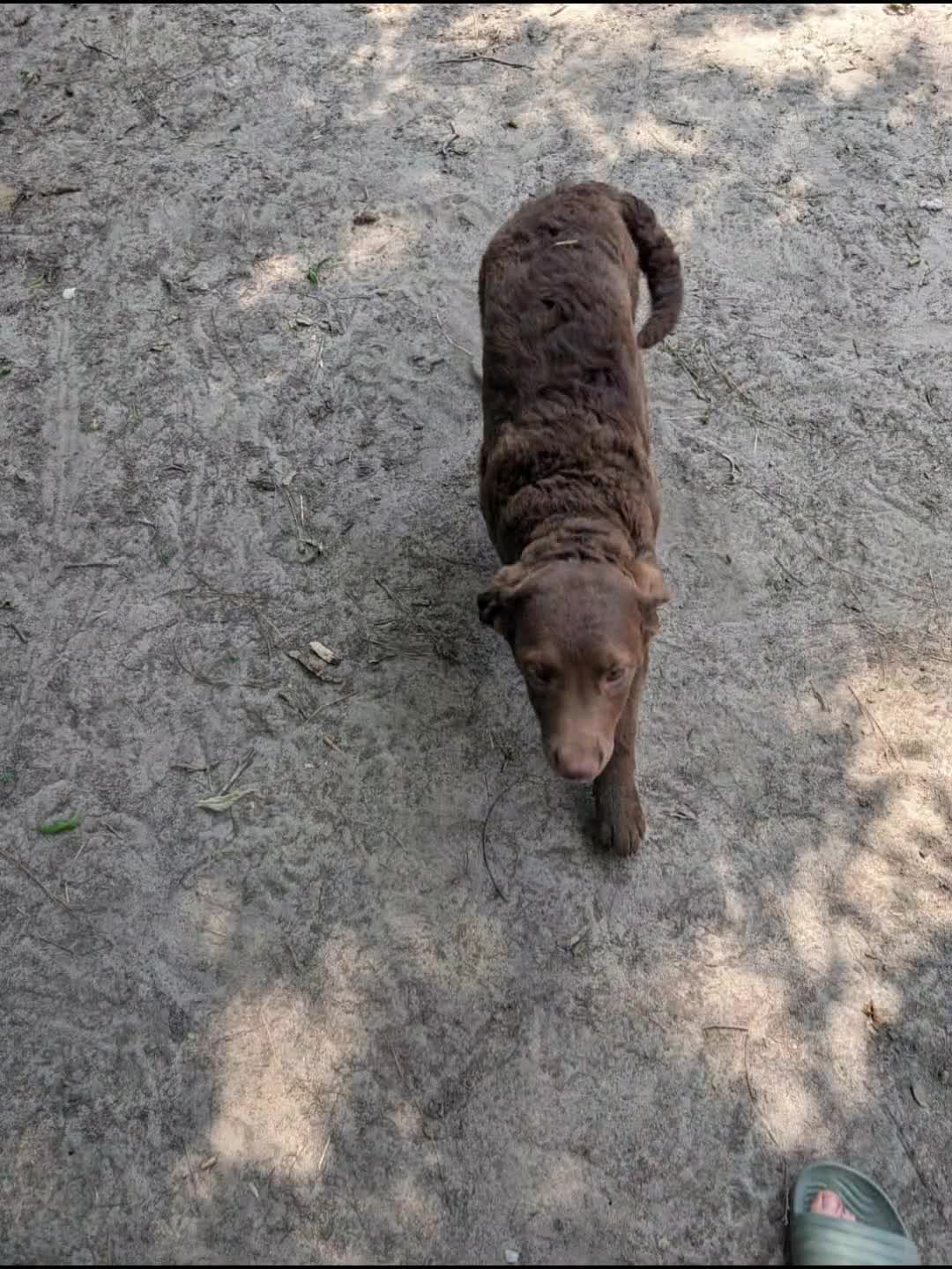 Chesapeake Bay Retriever dogs for sale: Your Choice - Video 1