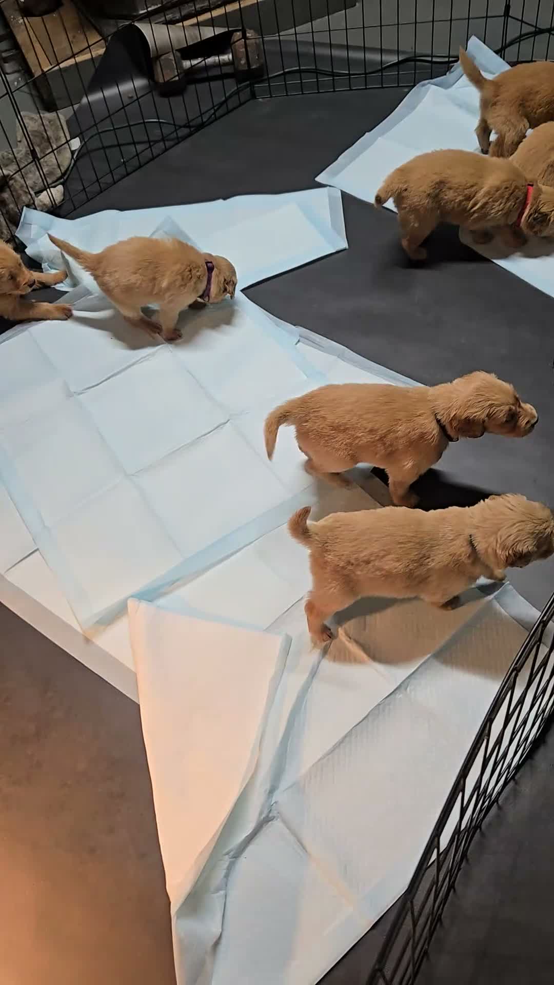 Golden Retriever dogs for sale: Golden Retriever 4 Merica - Video 2