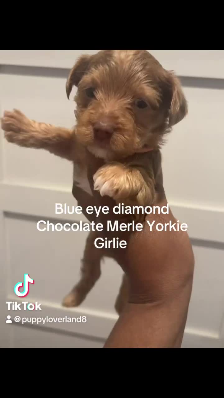Yorkshire Terrier dogs for sale: Ginger  - Video 1