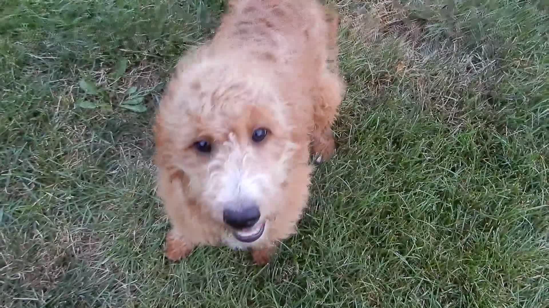 Mini Goldendoodle dogs for sale: Douglas - Video 3
