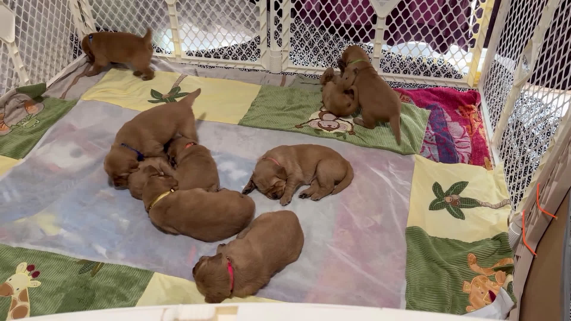 Golden Retriever dogs for sale: Red Girl  - Video 3