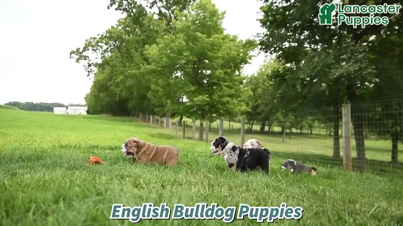 English Bulldog dogs for sale: Murphy - Video 1