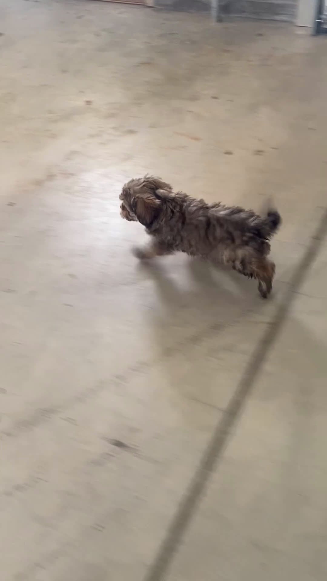 Cavapoo dogs for sale: Simba - Video 1