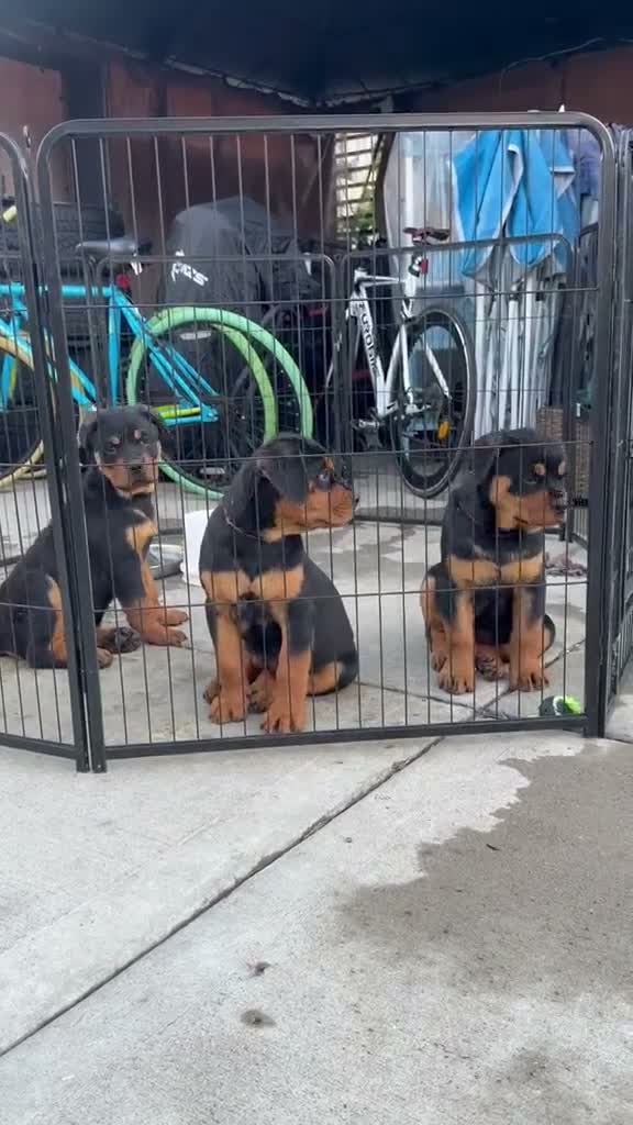 Rottweiler dogs for sale: Rottweiler Puppy girl  - Video 1