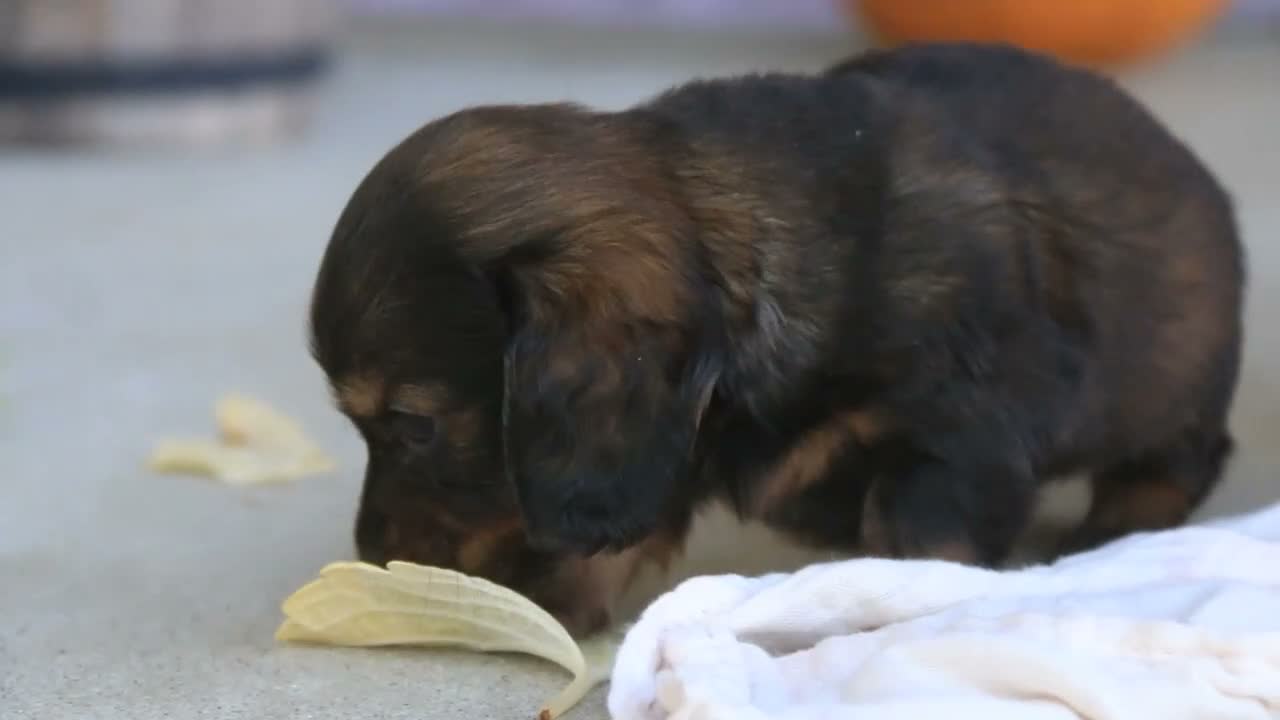Miniature Dachshund dogs for sale: Joyce Miniature Dachshund  - Video 3
