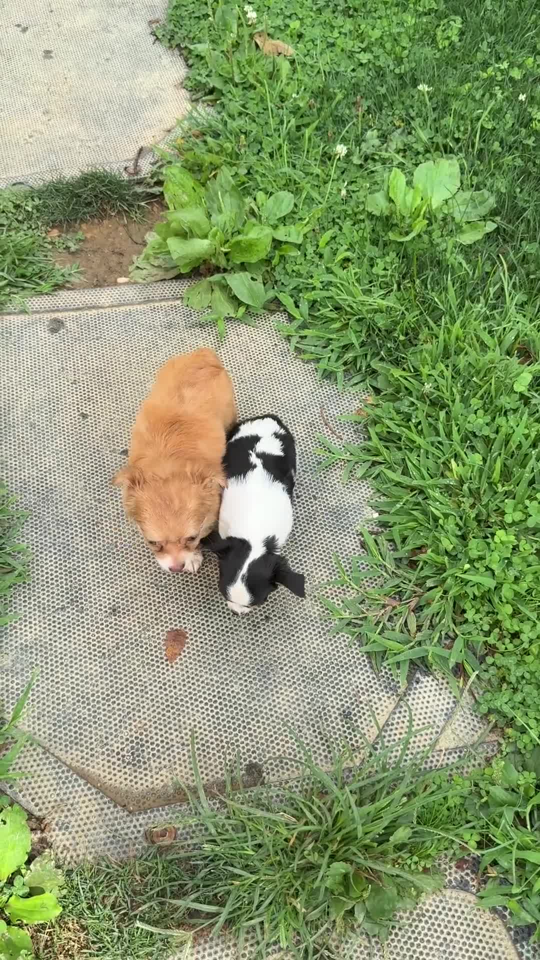 Chihuahua dogs for sale: Tillie - Video 1