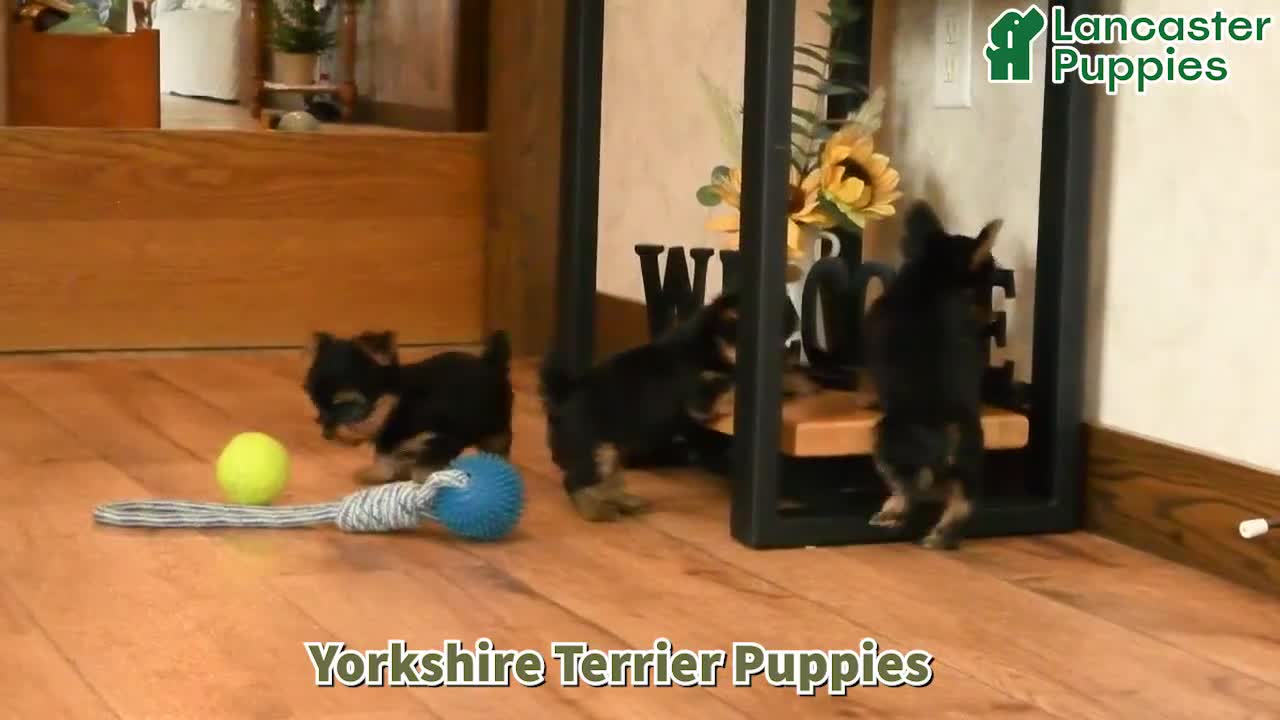 Yorkshire Terrier dogs for sale: Nathan - Video 1