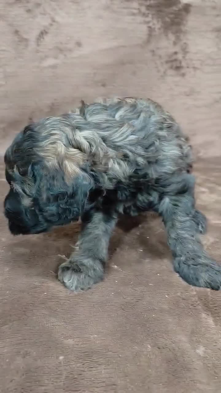 Mini Goldendoodle dogs for sale: Mini Goldendoodle Puppy 1 - Video 1