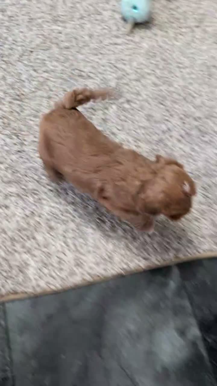 Mini Goldendoodle dogs for sale: Asher - Video 1