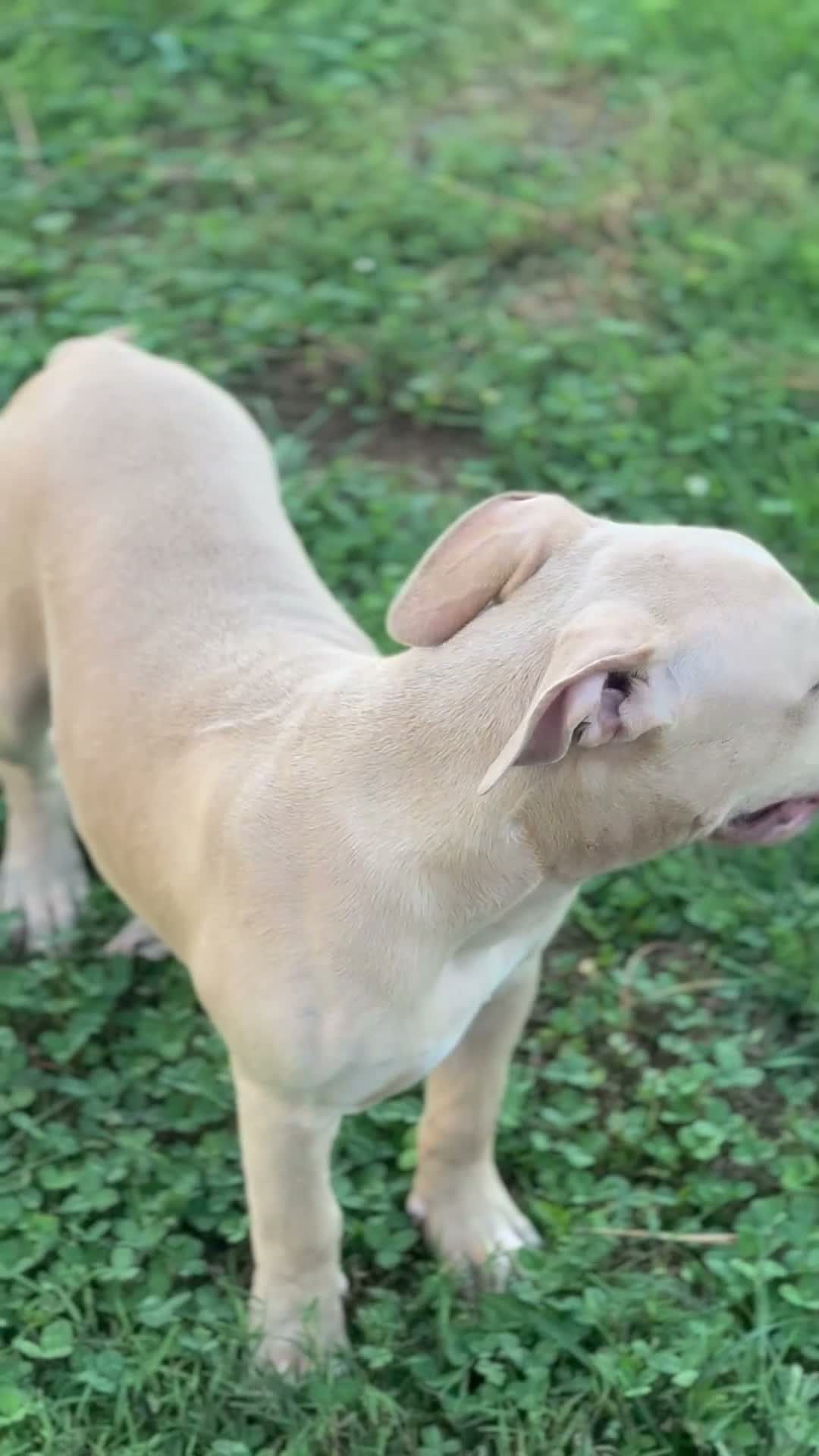 American Bully dogs for sale: Butterscotch - Video 1