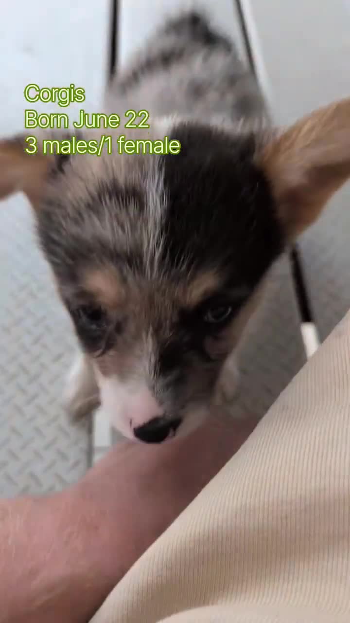 Welsh Corgi Pembroke dogs for sale: Jagger - Video 5