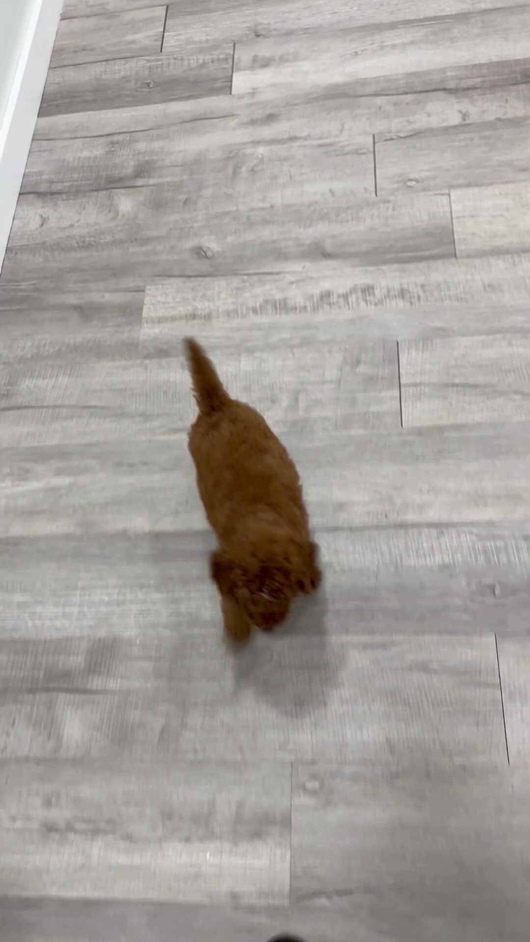 Mini Goldendoodle dogs for sale: Milo - Video 2