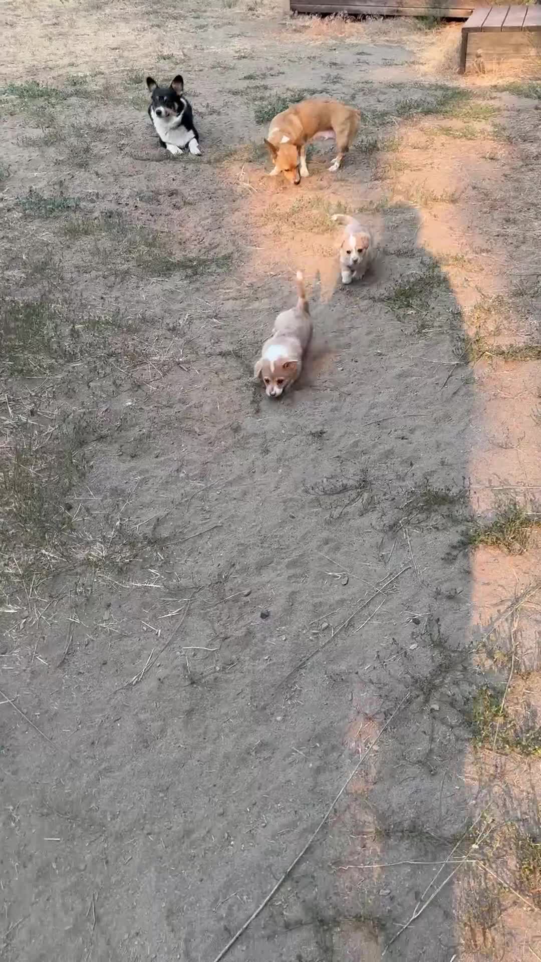 Welsh Corgi Pembroke dogs for sale: Welsh Corgi Pembroke 2 - Video 2