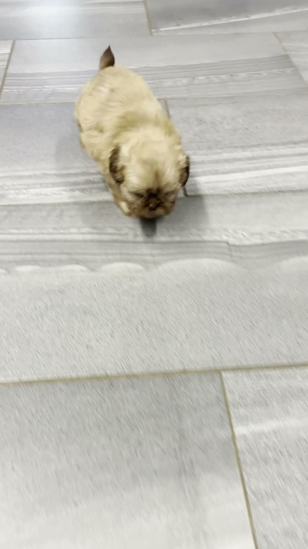 Shih Tzu dogs for sale: Nash - Video 1