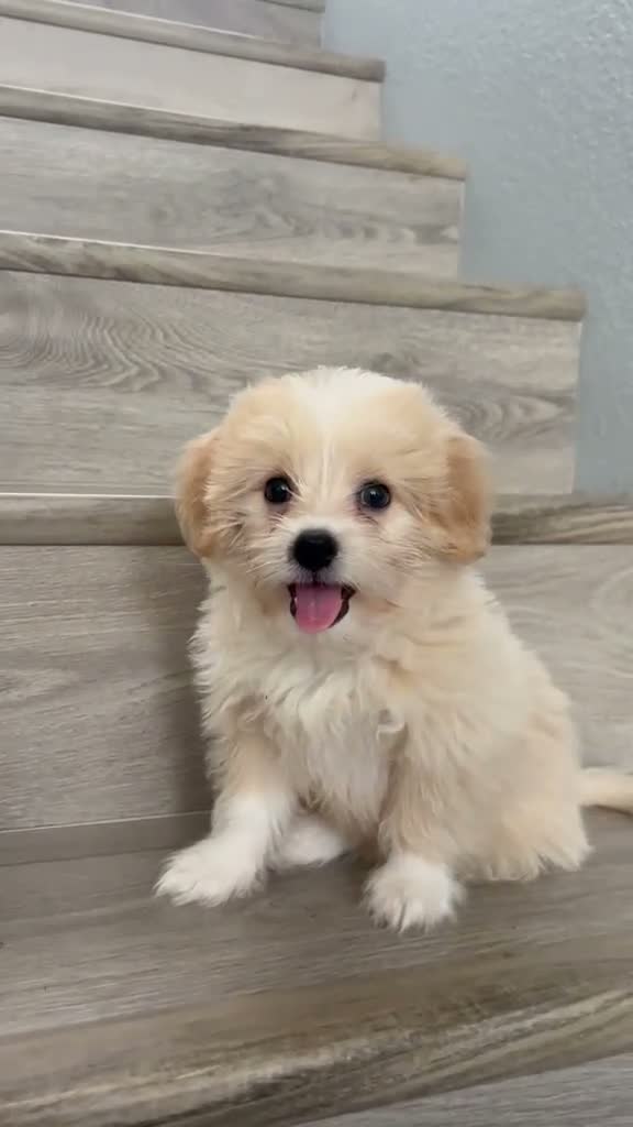 Maltipom dogs for sale: Maltipom 1 - Video 2