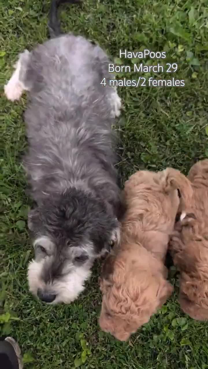 Havapoo dogs for sale: Tripp - Video 3