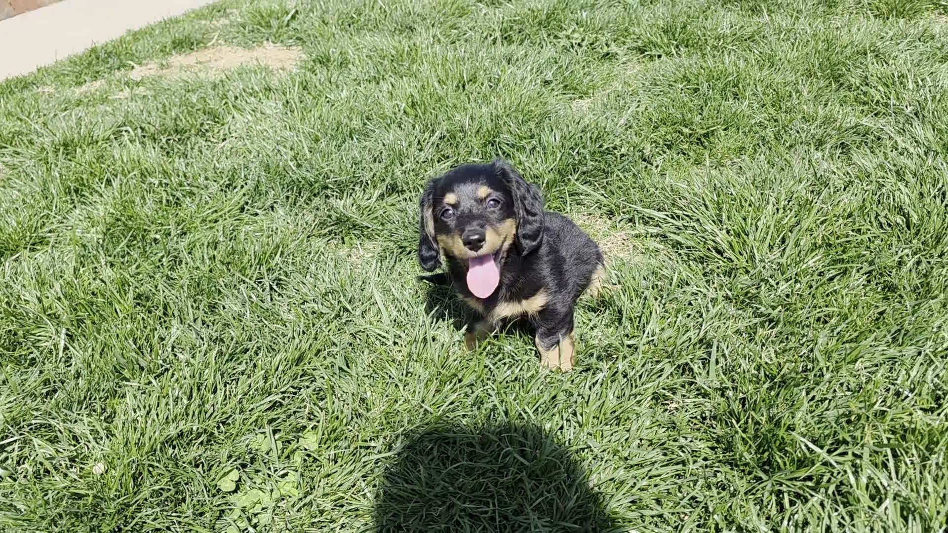 Dachshund dogs for sale: Johnny Jay - Video 5