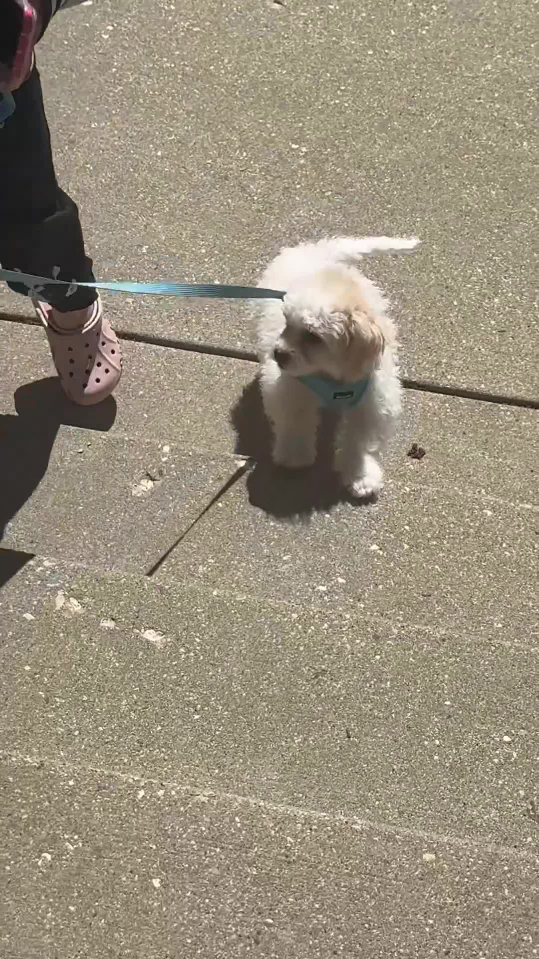 Teddy Bear dogs for sale: Teddy Bear Puppy 1 - Video 2
