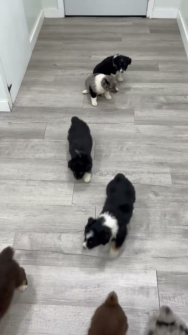 Australian Shepherd dogs for sale: Nova - Video 2