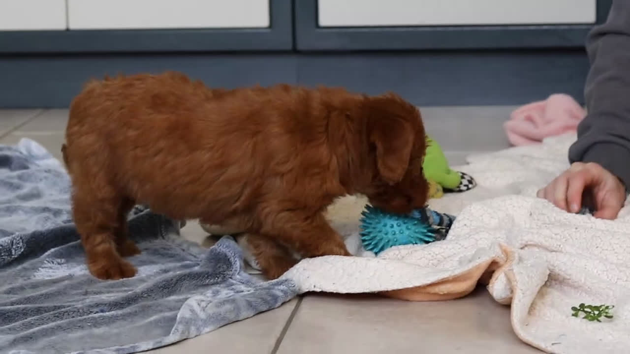 Labradoodle dogs for sale: Sandy - Video 1