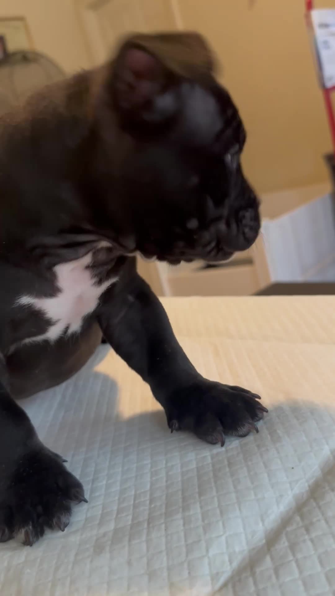 American Bully dogs for sale: Mamba - Video 2