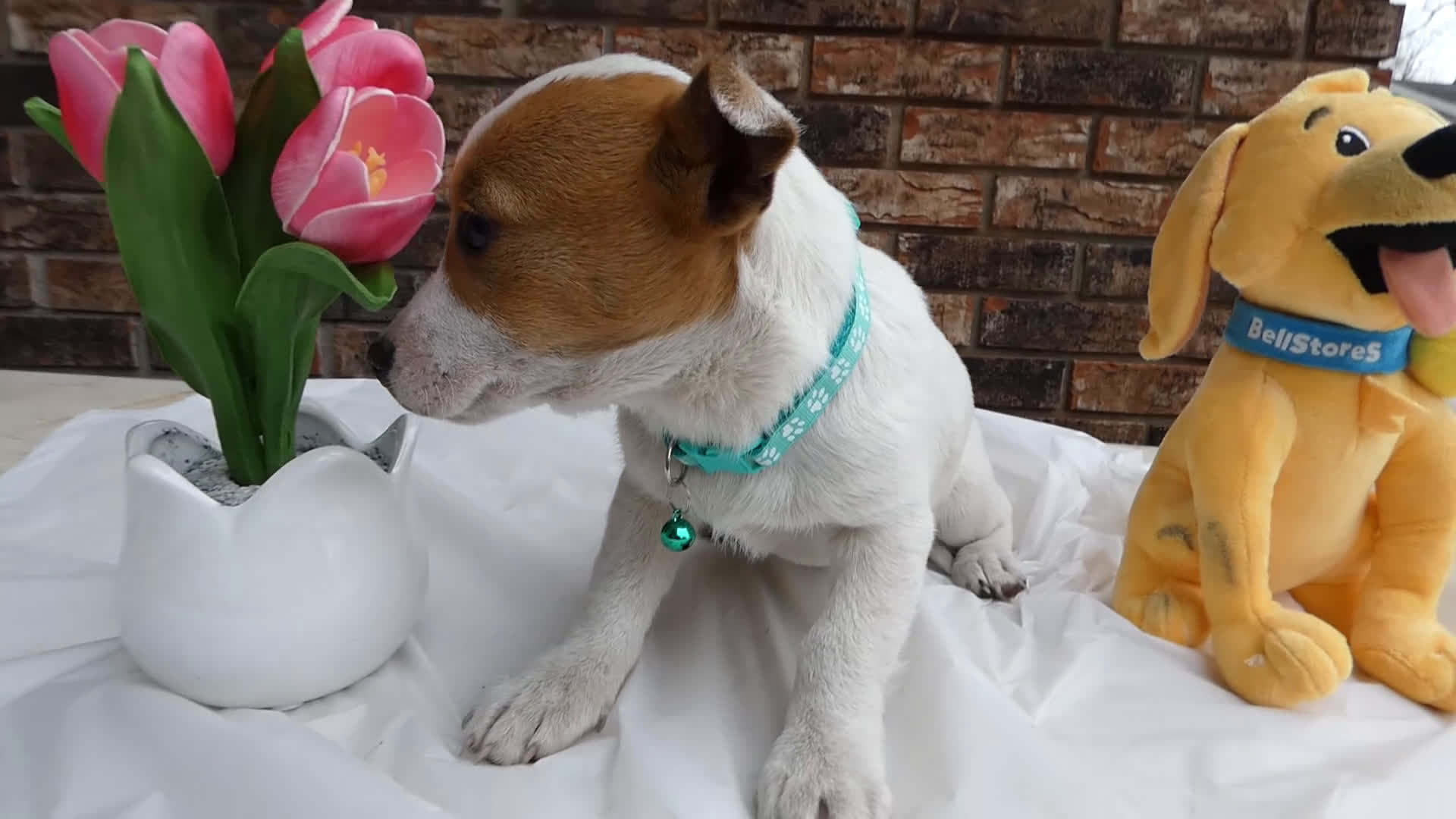 Jack Russell Terrier dogs for sale: Jack Russell Terrier Puppy 3 Dolly - Video 1