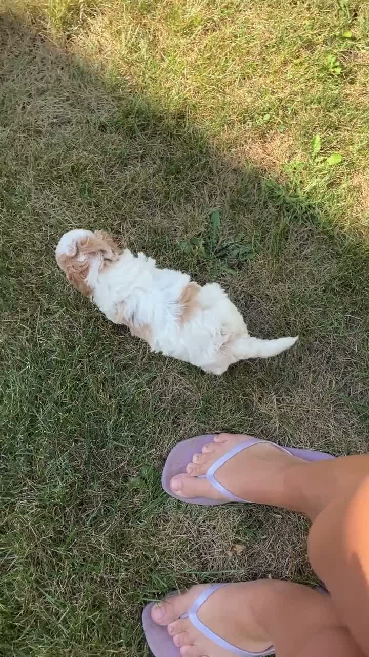 Cavapoo dogs for sale: Maverick - Video 1