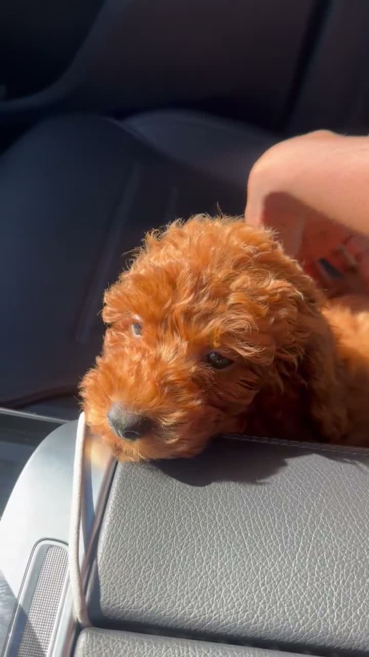 Toy Poodle dogs for sale: Toy Poodle 1 - Video 1
