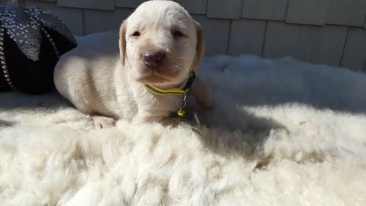 Labrador Retriever dogs for sale: Labrador Retriever 1 Daffiadil - Video 1