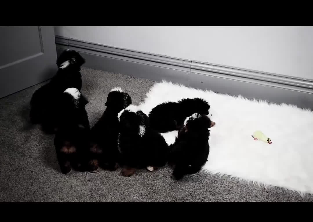 Mini Bernedoodle dogs for sale: Demi - Video 1