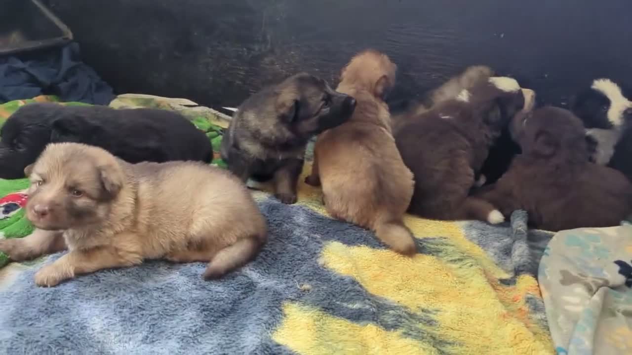 German Shepherd dogs for sale: Ratite  - Video 2
