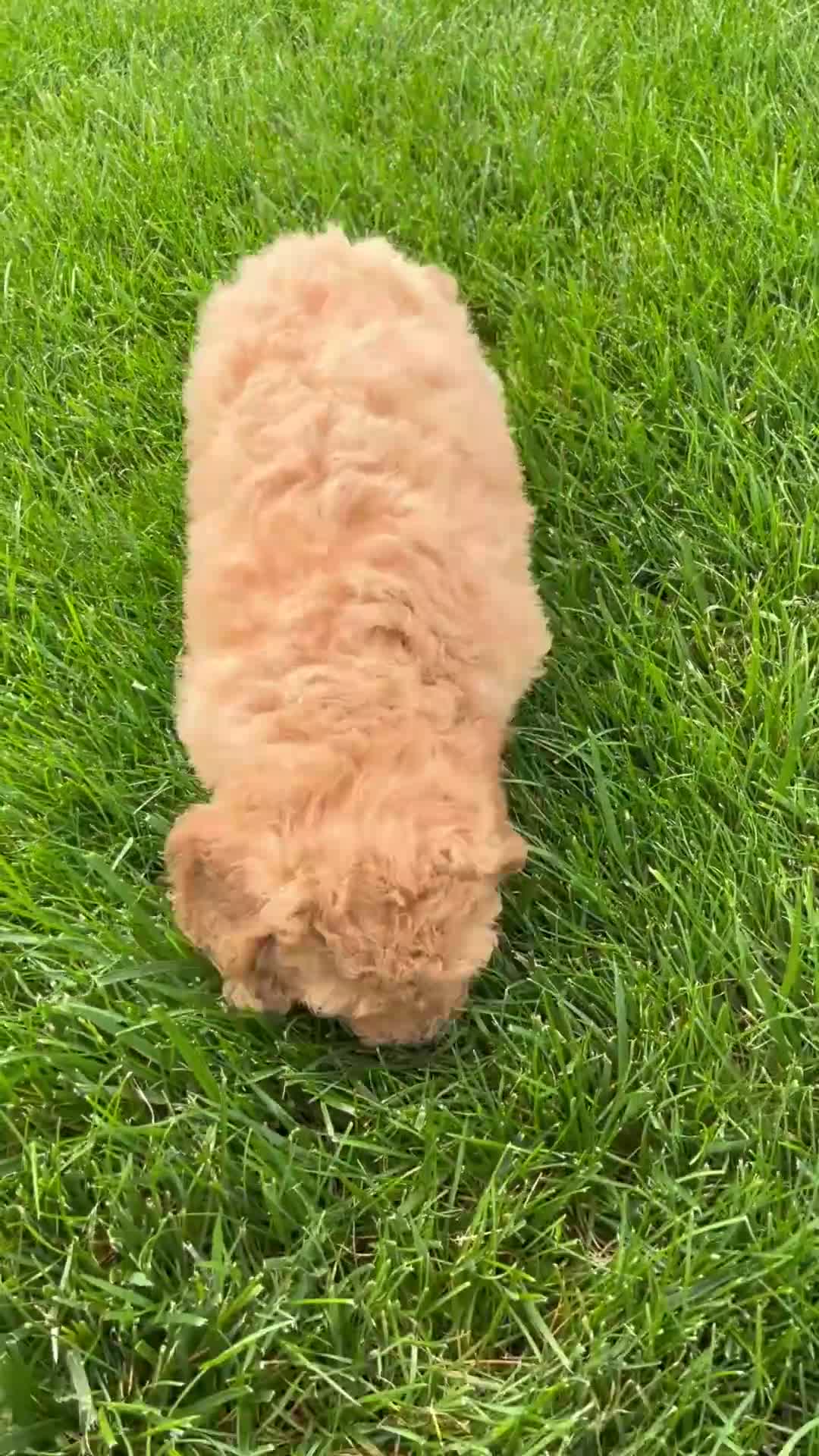 Miniature Labradoodle dogs for sale: Kate - Video 1