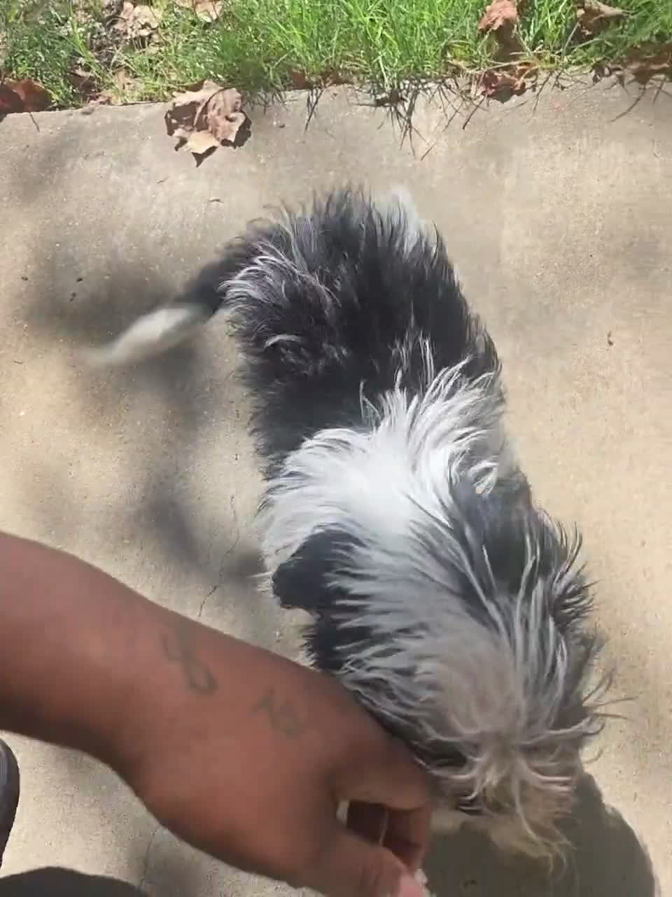 Shih Tzu dogs for sale: Shih Tzu 1 - Video 1
